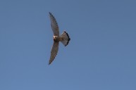 Kestrel