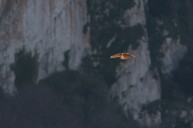 Kestrel
