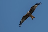 Red kite