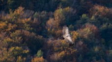 Vautour fauve