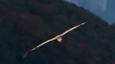 Vautour fauve