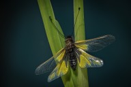 Ascalaphe
