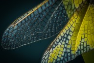 Ascalaphe