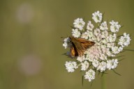 papillon
