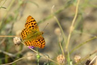 papillon