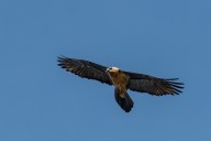 bearded vulture