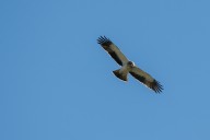 booted eagle