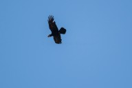 Corbeau grand