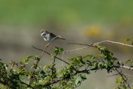 Fauvette grisette