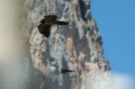 lammergeyer- common raven