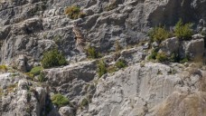quebrantahuesos