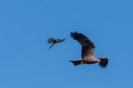 red kite-Azure-winged magpie