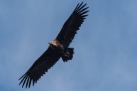 Vautour moine