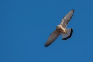 lesser kestrel