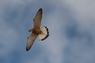 lesser kestrel