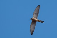 lesser kestrel