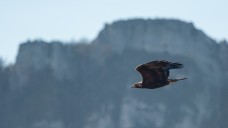 golden eagle