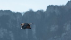 Golden eagle