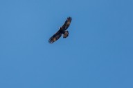 Golden eagle