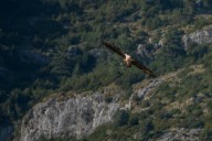 Quebrantahuesos