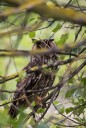 Eagle owl