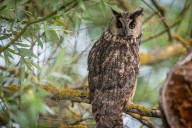 Eagle owl