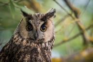 Eagle owl