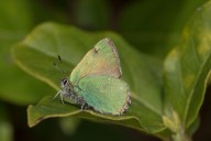 Argus vert