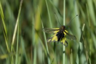 Ascalaphe