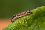 chenille