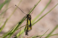 Ascalaphe