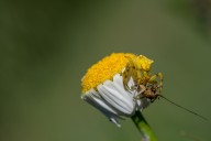 crab spider