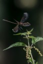 Calopteryx