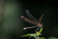 Calopteryx