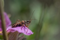 root borer