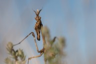 devil