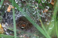 spider/insect
