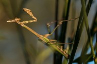 empusa pennate