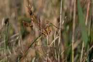 empusa pennate