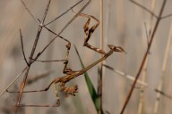 empusa pennate