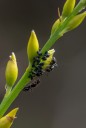 ants
