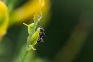 ants