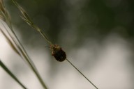 bug