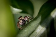 jumping spider