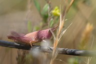 pink grasshopper