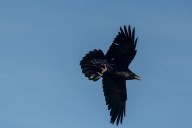 Raven