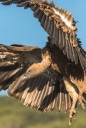 Vautour fauve