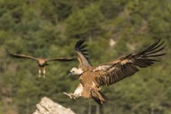 Vautour fauve