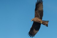 Black kite