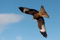 Red kite